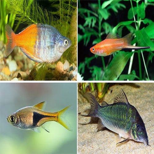 Live Aquarium Fish Bundle - Swordtail, Rainbows, Rasbora & Corydoras (14 Fish Pack) | Perfect for Freshwater Community Tanks & Home Aquariums