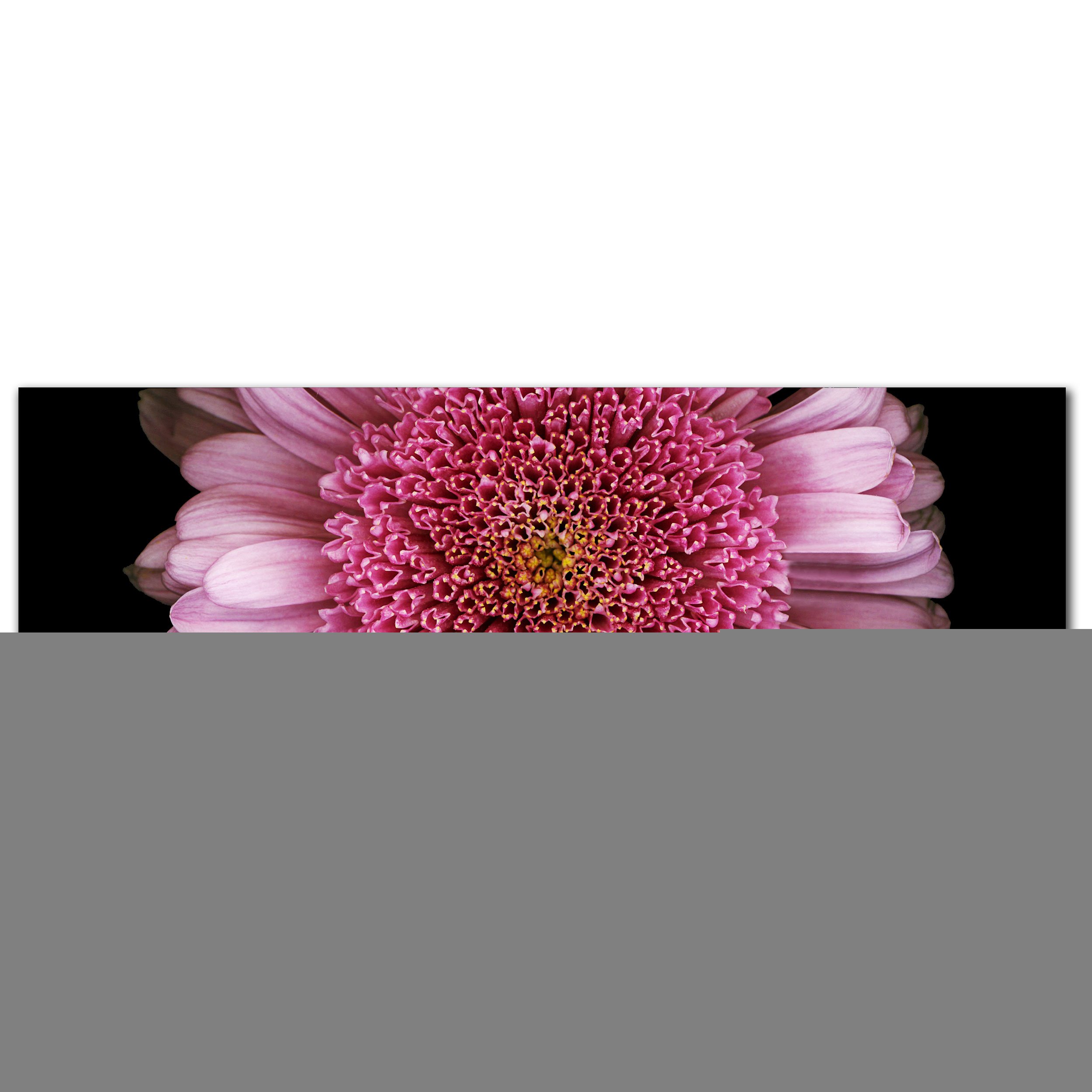 Preston Daisy Canvas Art - 8x24 Inch Floral Wall Decor for Living Room, Bedroom & Office | Trademark Fine Art