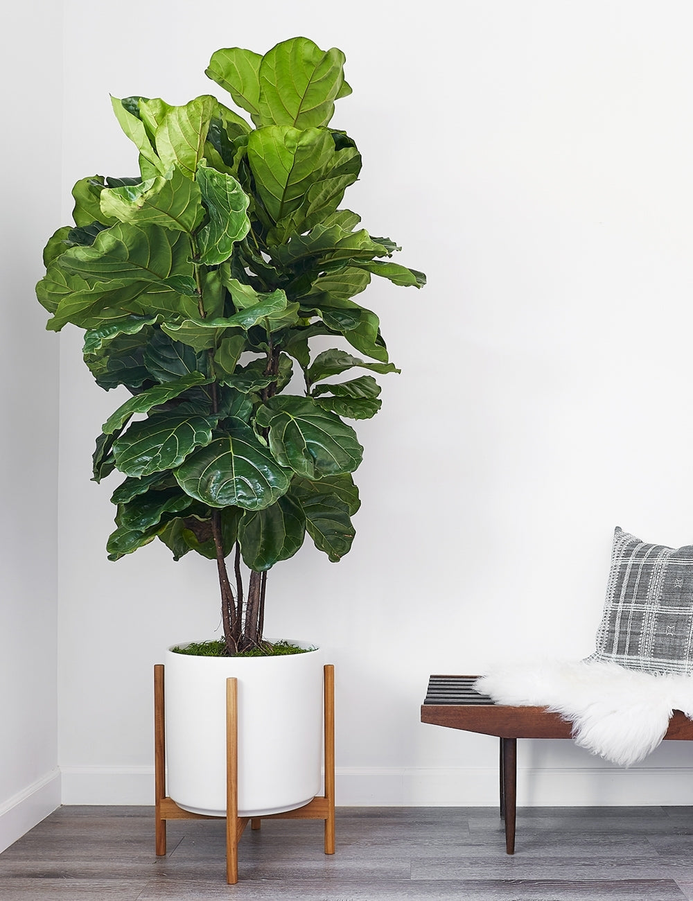 LBE Design Ceramic Planter Pot with Teak Wood Stand - Modern Indoor/Outdoor Flower Pot for Home Decor, Office & Garden Plants