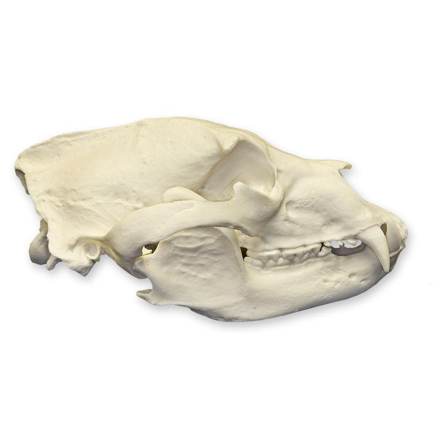 Authentic Replica American Black Bear Skull - High-Quality Educational Display for Home Decor, Classroom, or Halloween Props | Perfect for Biology Study, Taxidermy Collectors, and Gothic Decor