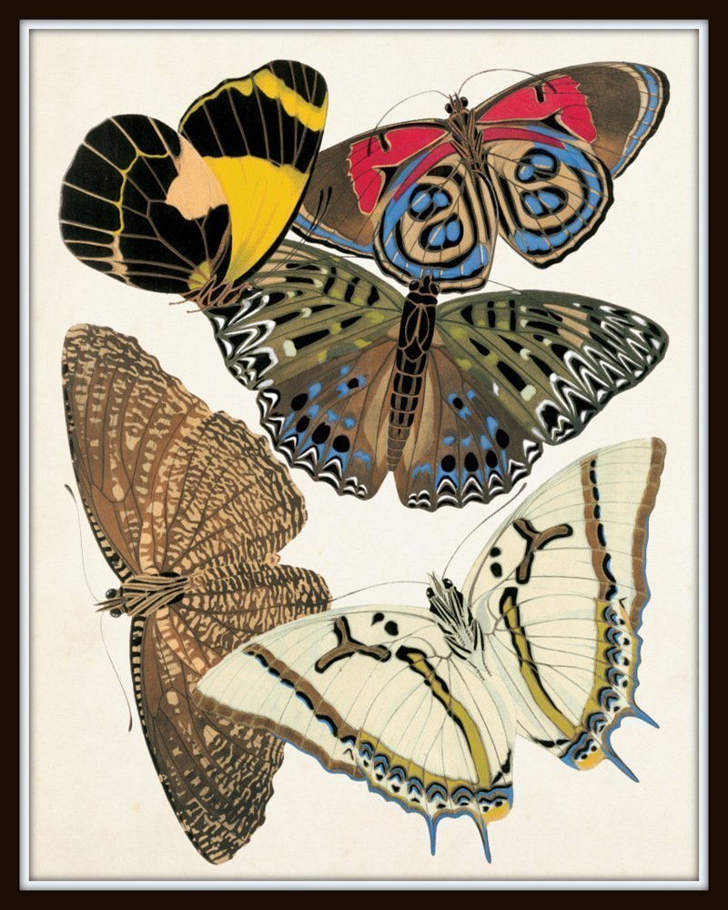 Art Nouveau Butterfly Print Set No.1 - 12 Giclee Seguy Butterfly Wall Art Prints (Unframed) - Perfect for Home Decor, Office Wall Art & Gift Giving