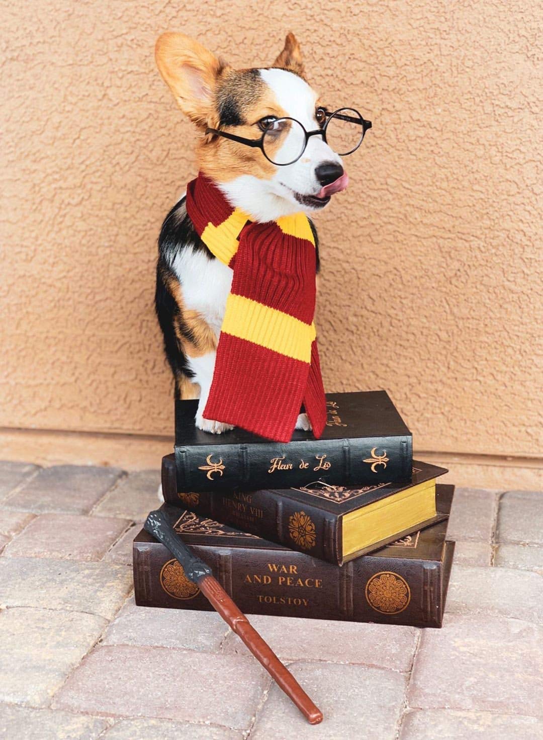 ComfyCamper Red & Yellow Striped Scarf Dog Costume for French Lab - X-Large, Large, Medium, Small Sizes | Halloween Cosplay Pet Outfit | Perfect for Halloween Parties, Pet Parades & Photo Shoots