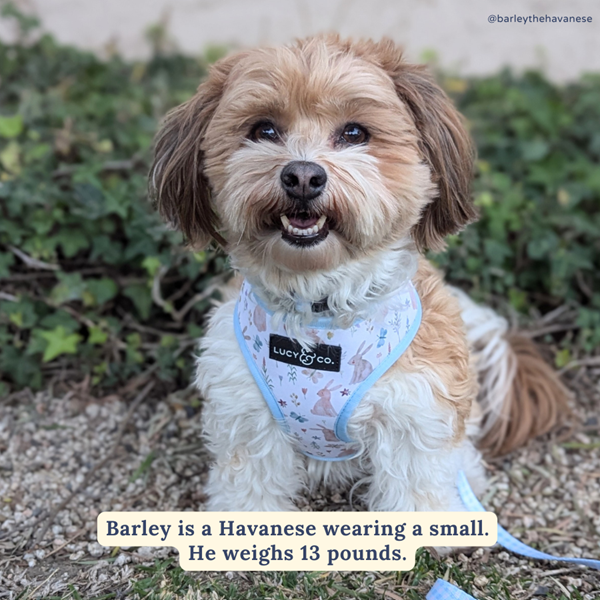Lucy&Co Reversible Dog Harness - Adjustable No-Pull Pet Vest for Small to Medium Dogs | Perfect for Walking, Hiking & Outdoor Adventures