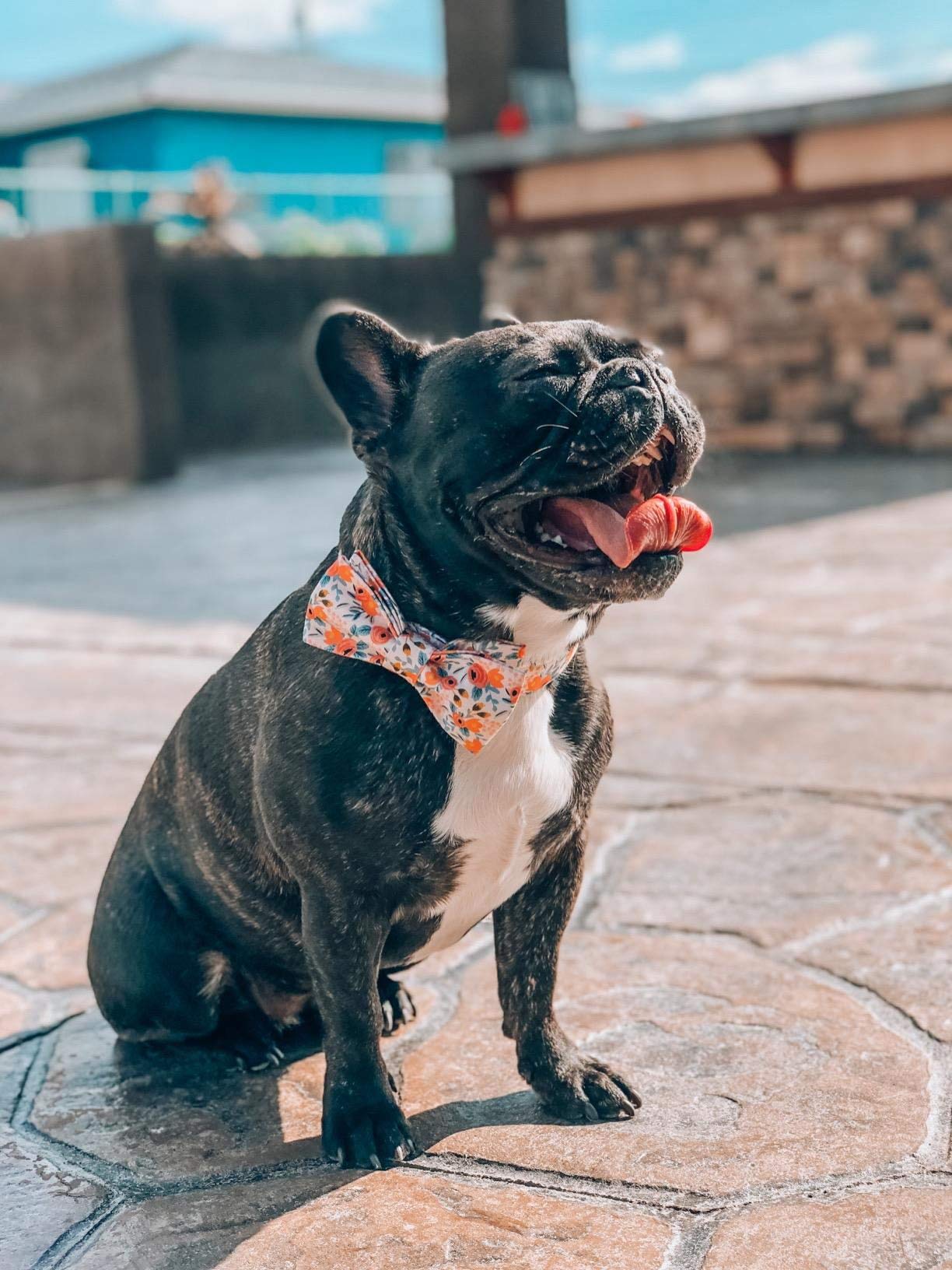 Stylish Adjustable Dog & Cat Collar with Bow Tie - Unique Paws Design for Small, Medium & Large Pets - Perfect for Parties, Photos & Special Occasions
