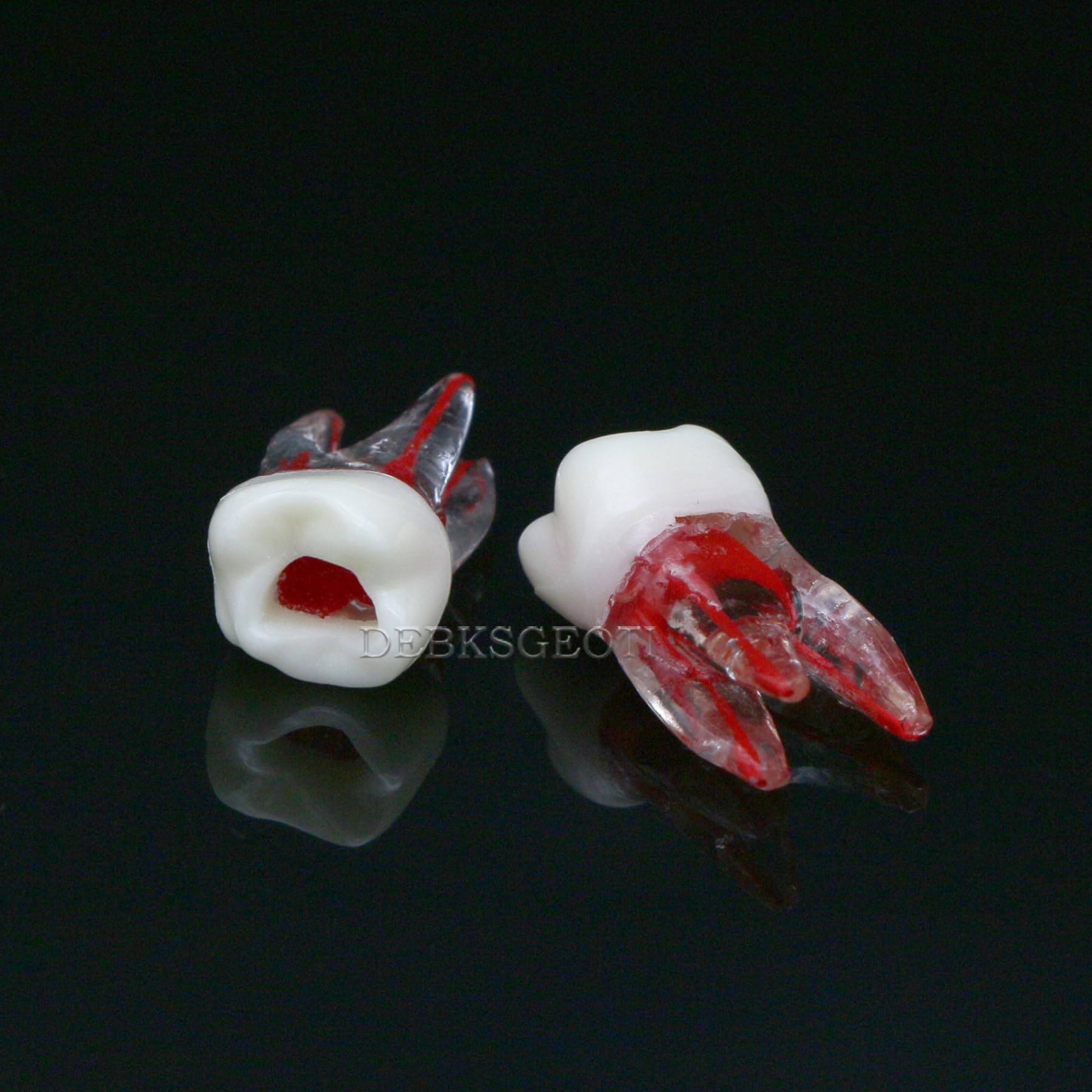 10Pcs Dental Root Canal Practice Teeth Model - 1:1 Typodont Standard M8008 for Endodontic Training, Study & Teaching | Perfect for Dental Students, Professionals & Classroom Demonstrations