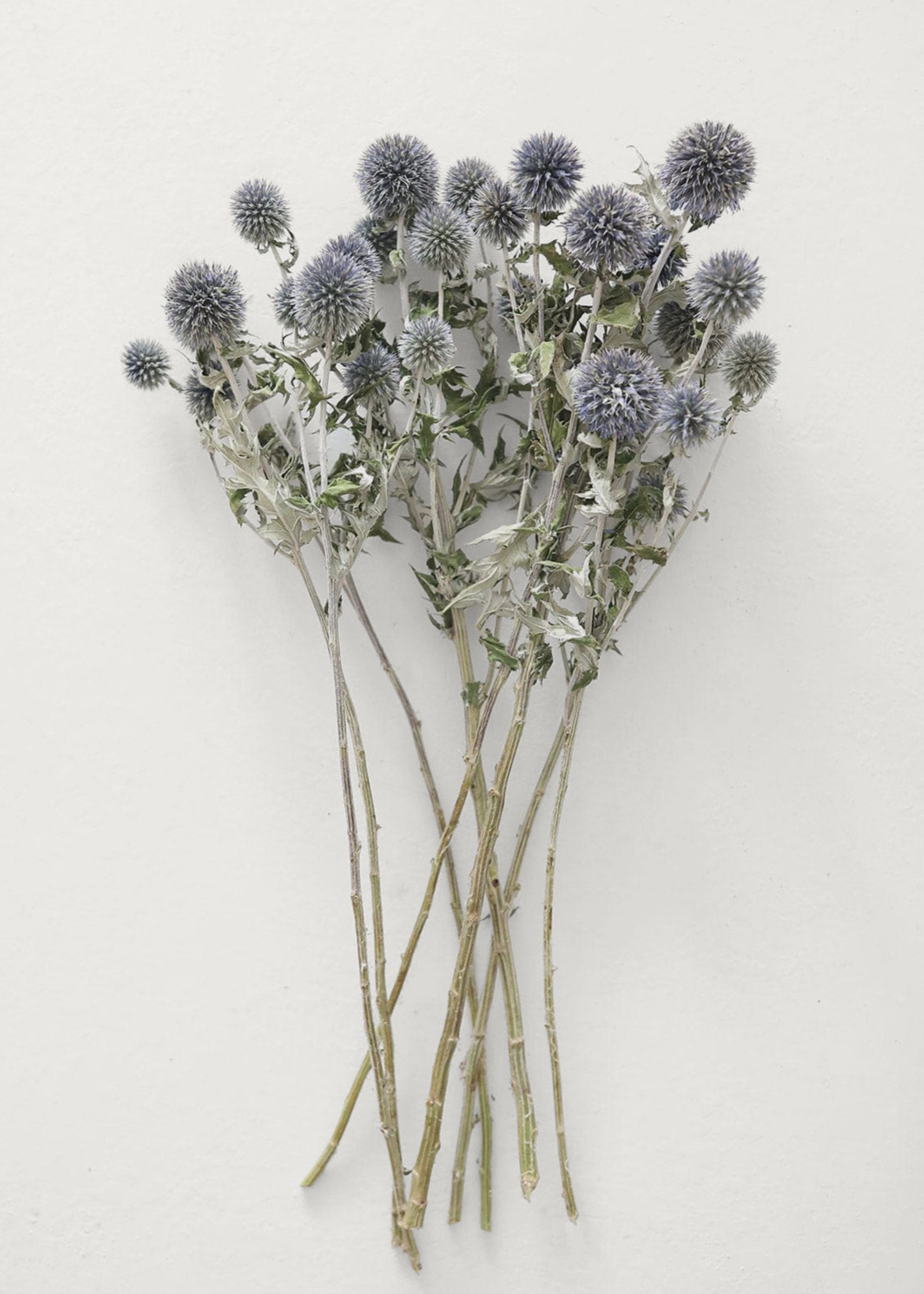 Blue Dried Echinops Globe Thistles - 16-22 Inch Natural Dried Flowers for Home Decor, Wedding Bouquets & Rustic Centerpieces | Perfect for Boho, Farmhouse & Floral Arrangements