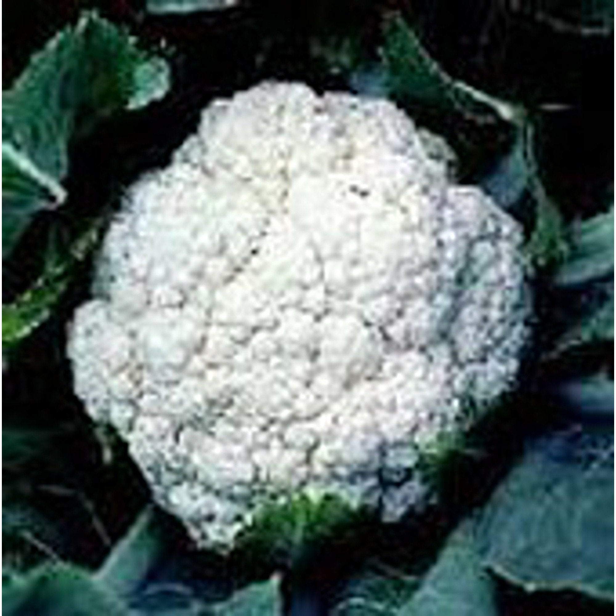 Organic Self Blanche Cauliflower Seeds - Non-GMO Heirloom Vegetable Seeds (25+ Seeds Pack) for Home Garden Planting - Perfect for Raised Beds, Container Gardening & Fresh Vegetable Harvest