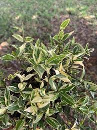 Variegated Asiatic Jasmine Plants - 36 Live 4