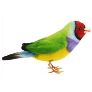 13cm Gouldian Finch - Colorful Pet Bird for Home & Aviary | Perfect for Bird Lovers & Cage Decoration