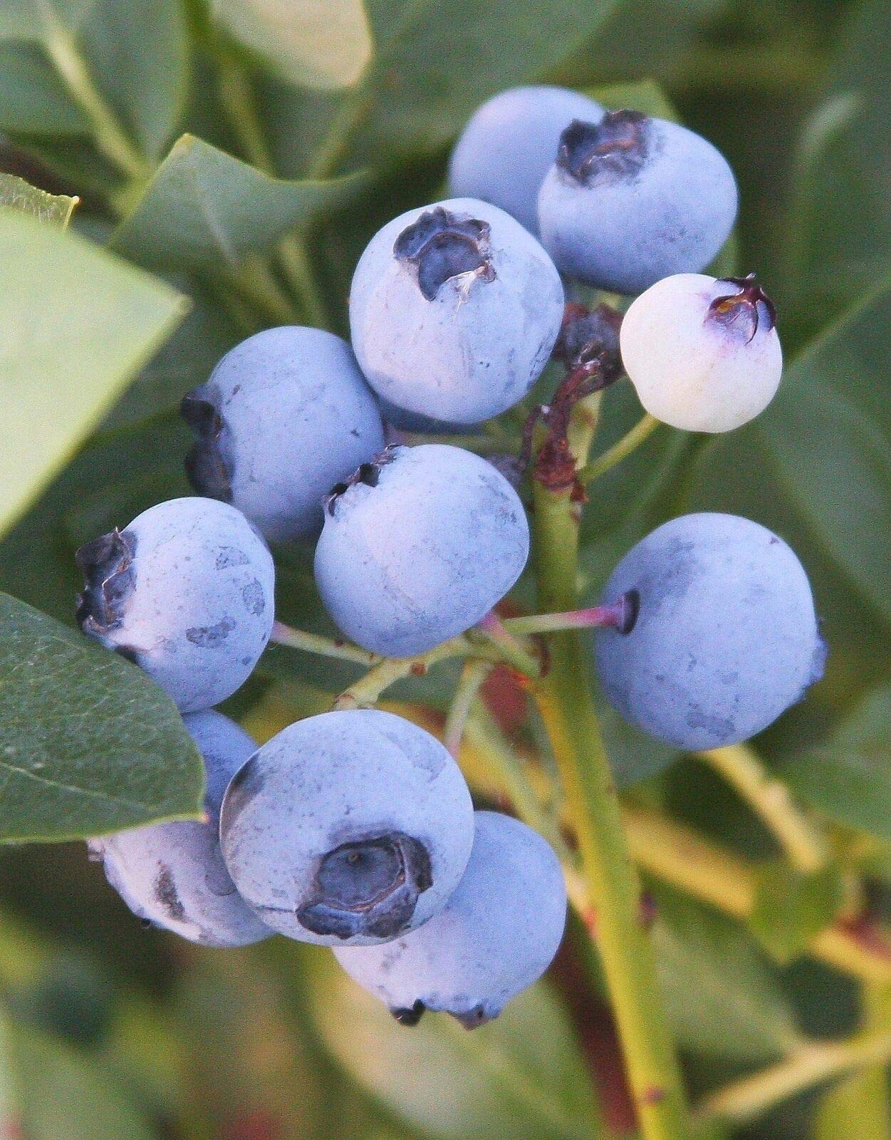 Emerald Blueberry Plant (Vaccinium Corymbosum) - 1 Live Plant, 1 Foot Tall - Perfect for Home Gardens, Patios & Fresh Fruit Harvesting