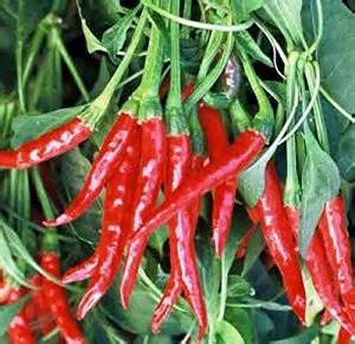 Organic Cayenne Pepper Seeds - Long Red Thin Heirloom Variety (50 Seeds) for Home Gardening, Cooking & Spice Making - Perfect for Hot Sauces, Seasoning & Drying