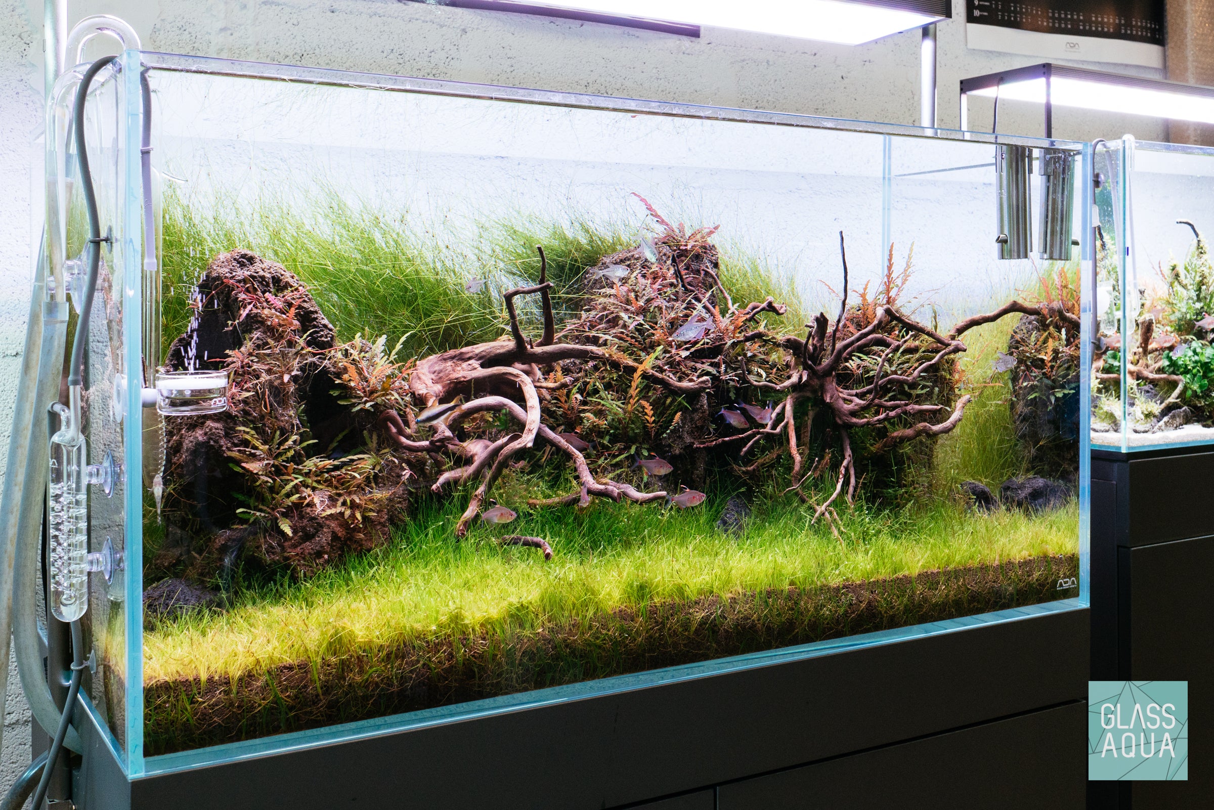 Eleocharis Vivipara Live Aquarium Plants - Freshwater Aquatic Grass for Fish Tanks, Ponds & Aquascaping | Perfect for Shrimp, Betta & Goldfish Habitats