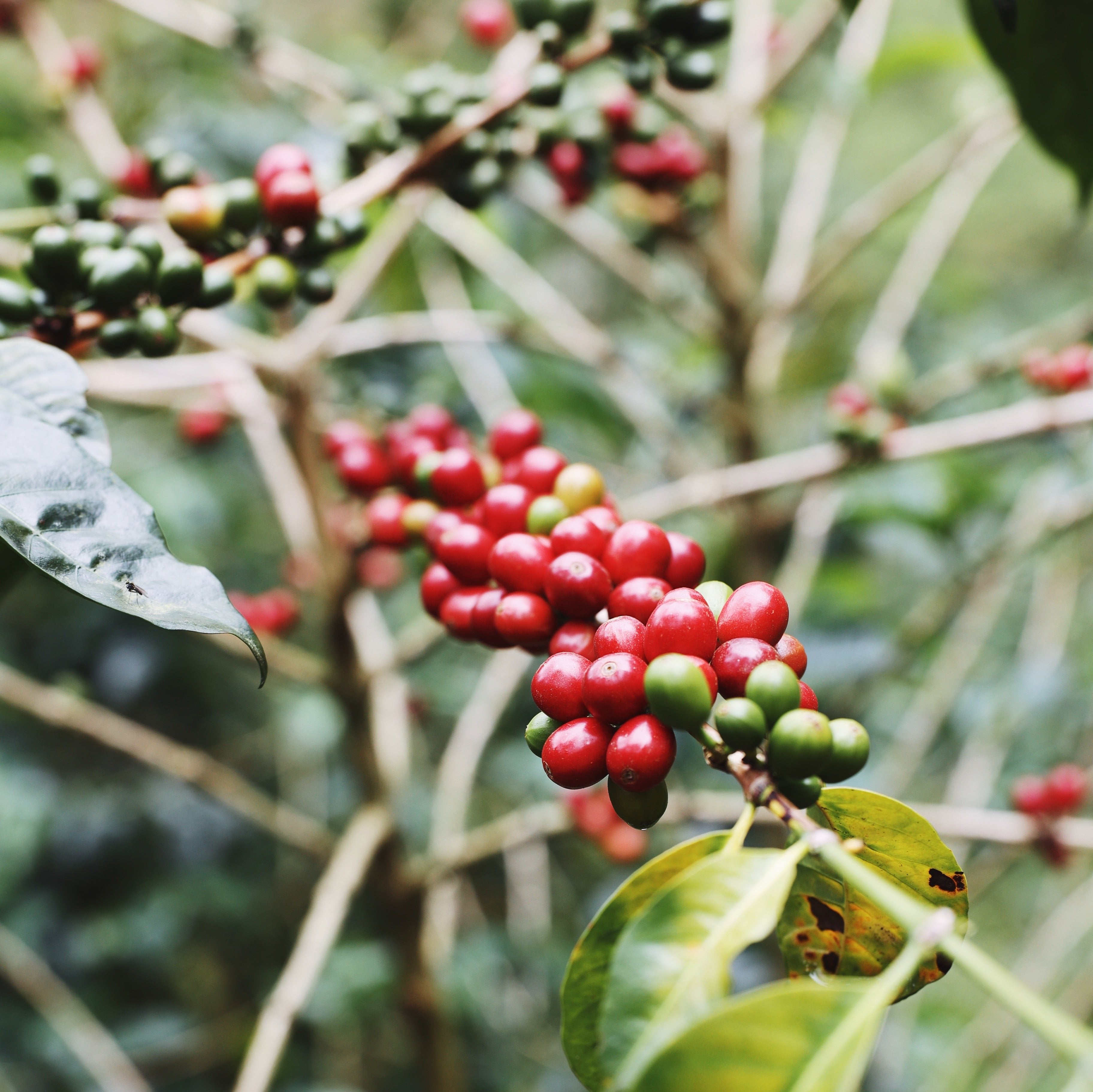 Onyx Coffee Academy: Coffee 101 - Beginner's Guide to Brewing Perfect Coffee at Home | Learn Coffee Basics, Brewing Techniques & Tasting Tips for Home Baristas