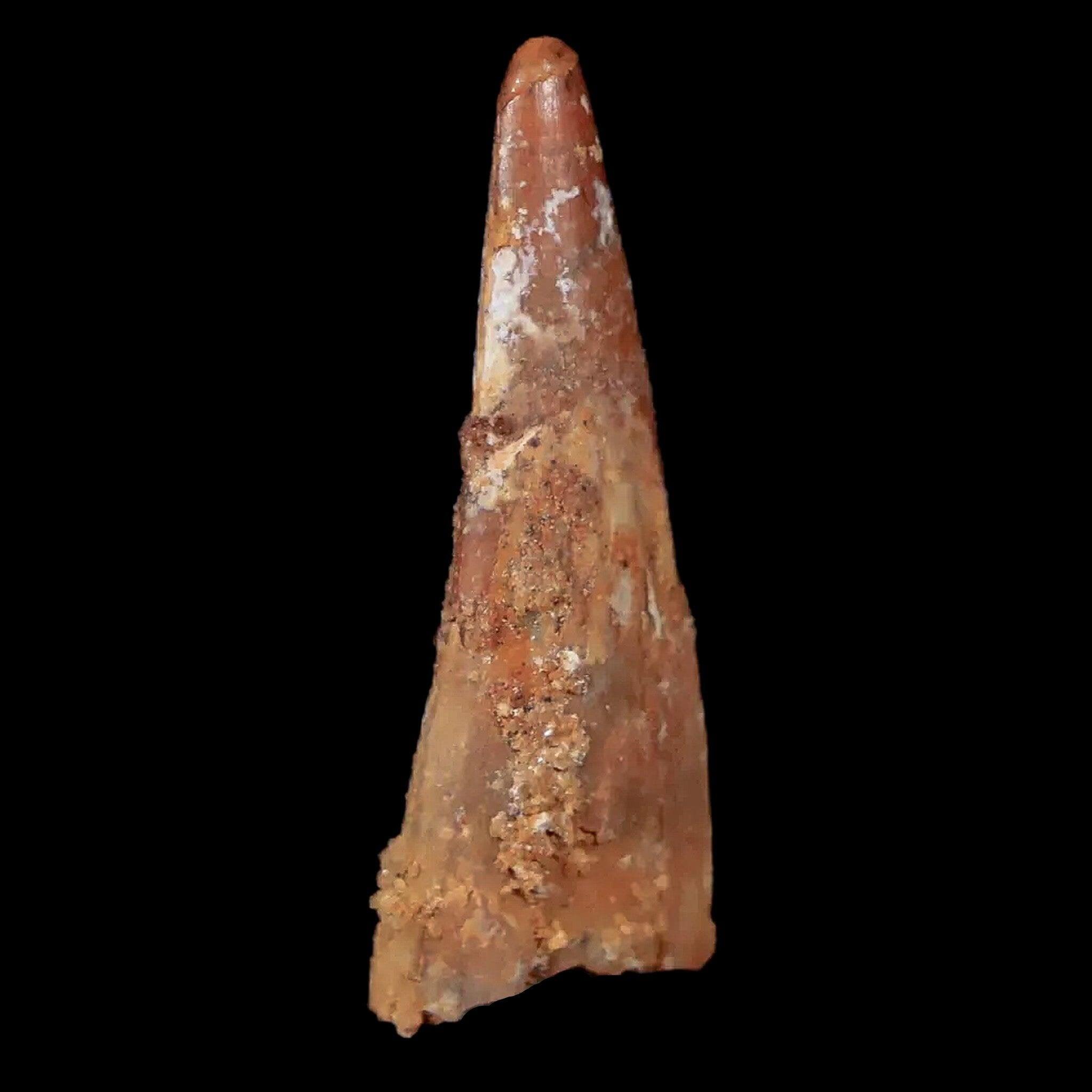 Authentic Pterosaur Coloborhynchus Fossil Tooth - Upper Cretaceous Era - Morocco Origin - Includes COA & Display Case - Perfect for Paleontology Collectors & Dinosaur Enthusiasts