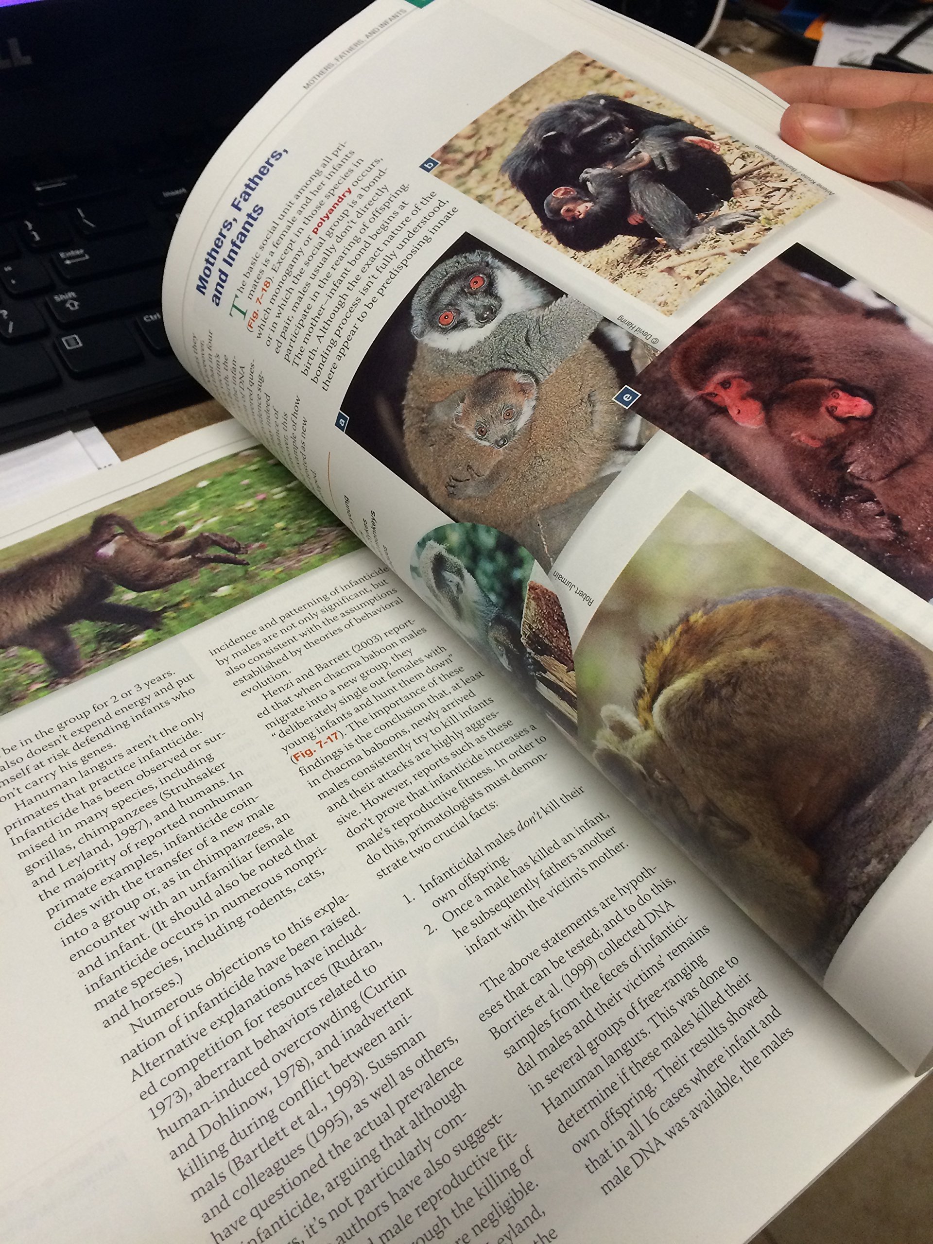 Essentials of Physical Anthropology Textbook - Human Evolution & Biological Anthropology Study Guide for College Students | Perfect for Anthropology Courses & Research