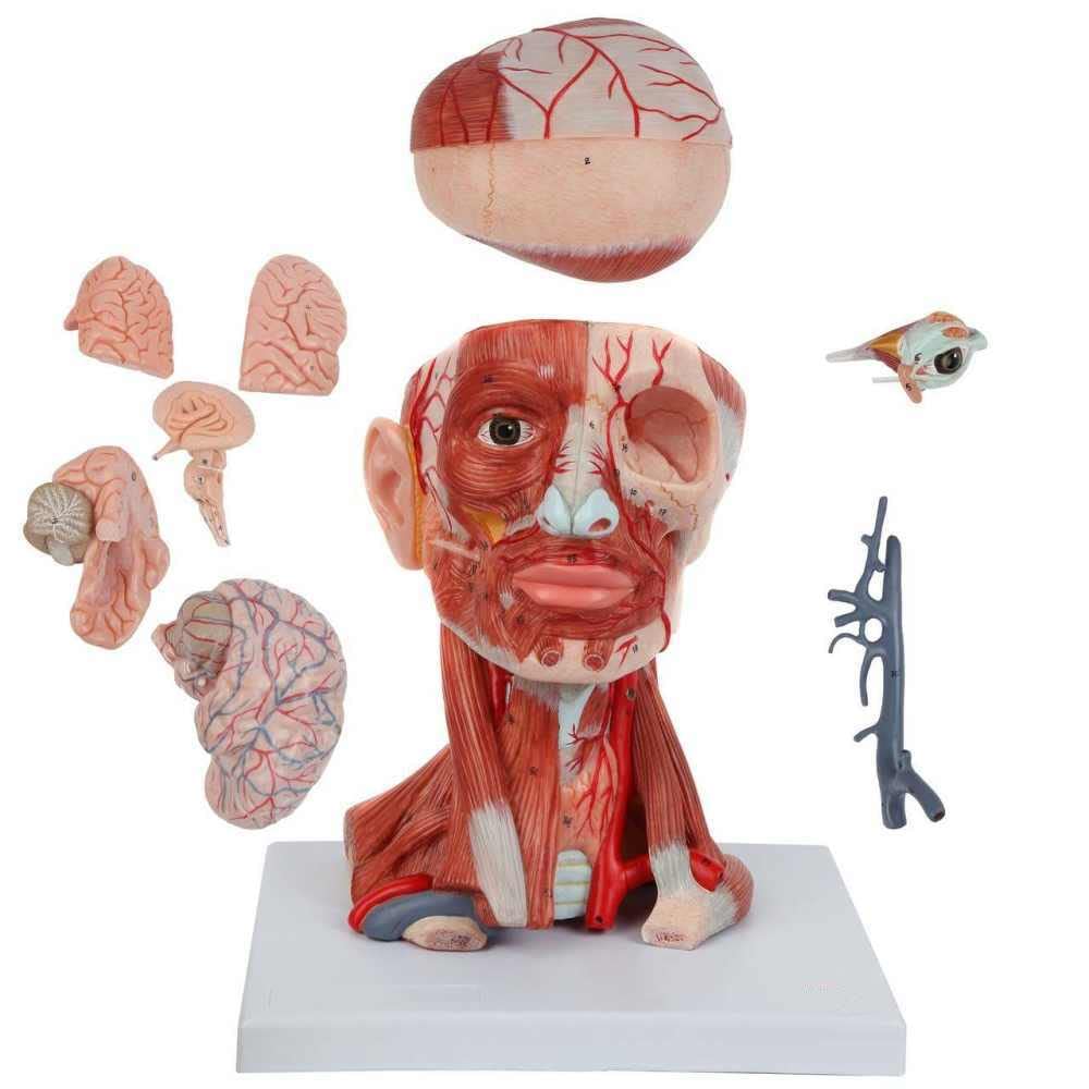 Wellden Anatomical Head and Neck Muscle Model - 10-Part Life Size Human Anatomy Model for Medical Students, Doctors & Educators | Perfect for Classroom Demonstrations & Medical Training