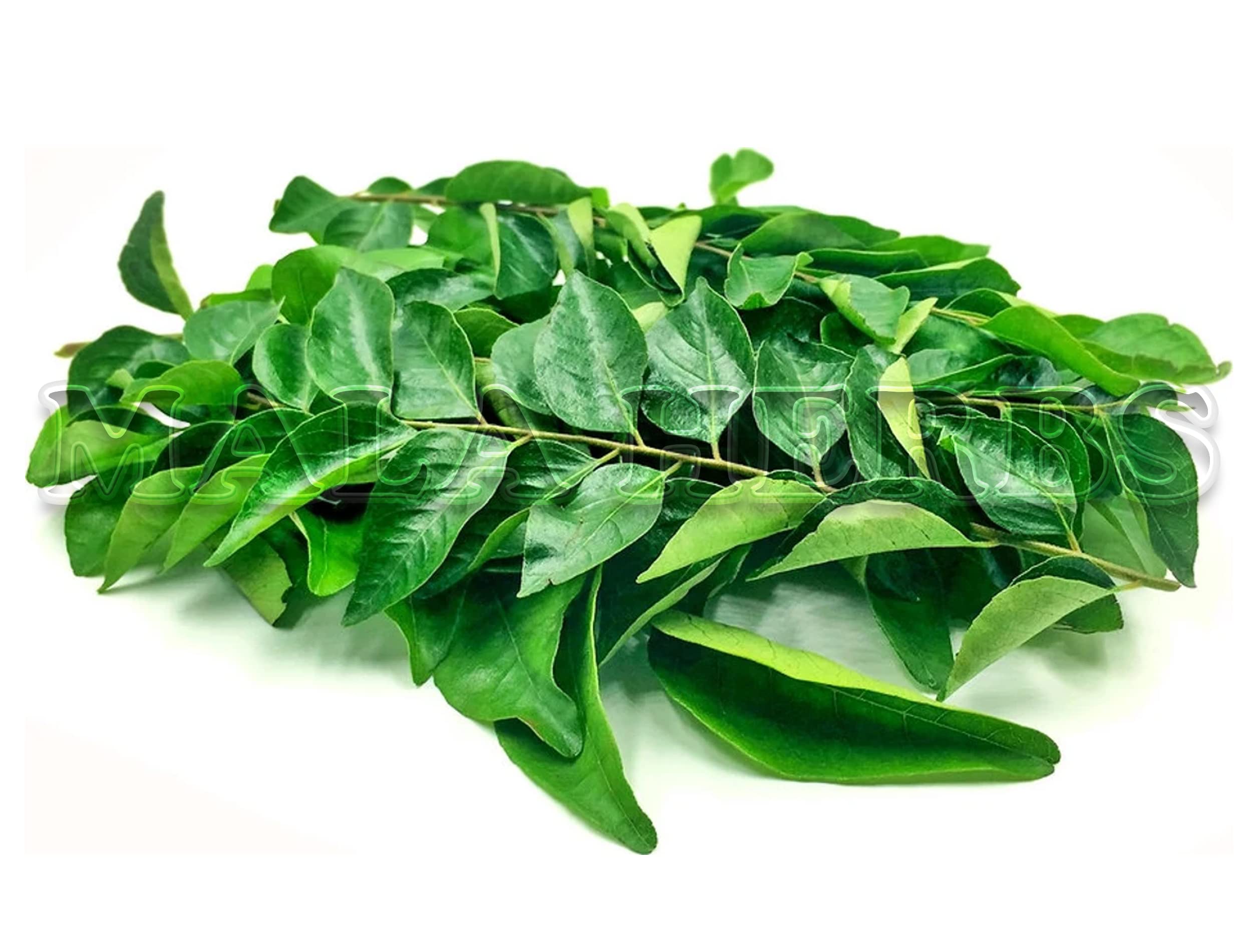 Organic Curry Leaves Powder - 250g | Karuveppilai Powder for Hair Growth & Cooking | Kadi Patta, Karibevu Powder for Healthy Scalp & Delicious Indian Cuisine | Perfect for Ayurvedic Hair Care & Curry Recipes