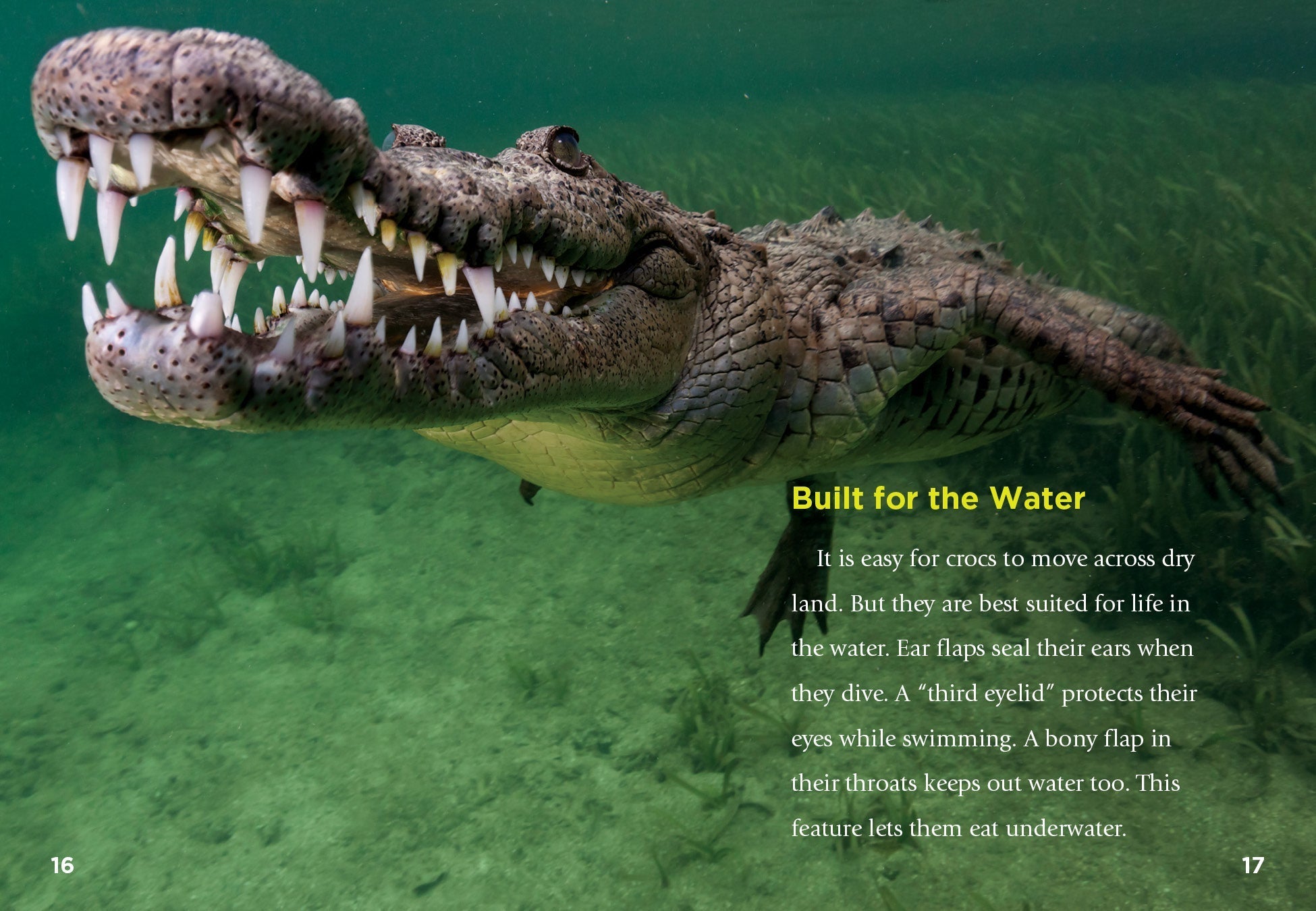 Crocodiles Book - 9781623106423 | Wildlife Education & Nature Guide for Kids & Adults | Perfect for School Projects & Animal Lovers