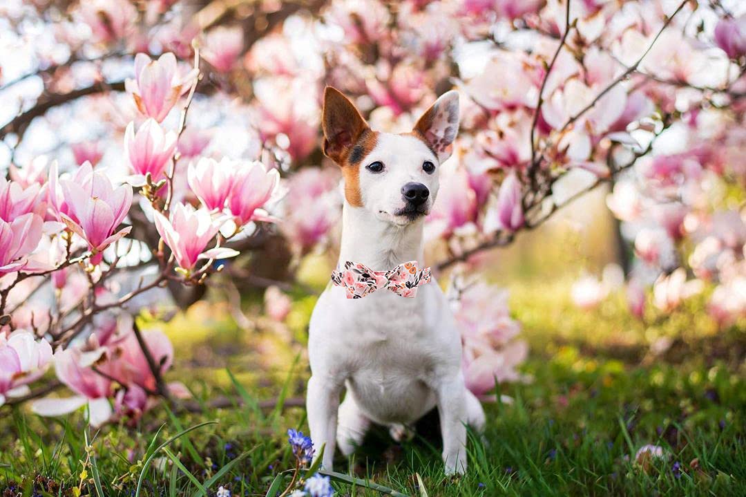 Pink Floral Dog Collar with Adjustable Bow Tie - Elegant Soft Pet Collar for Large Dogs | Perfect for Special Occasions, Photo Shoots & Daily Walks