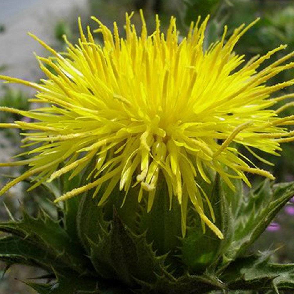 Blessed Holy Thistle Seeds (Cnicus Benedictus) - Pack of 10 Organic Herbal Seeds for Planting - Grow Medicinal Herb Garden, Tea Making & Natural Remedies