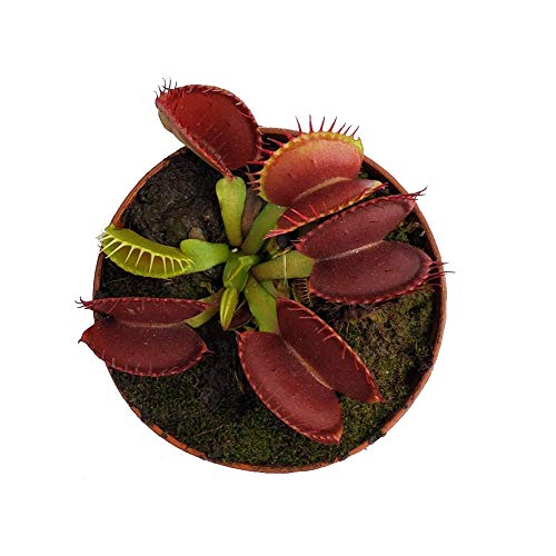 B52 Venus Flytrap (Dionaea muscipula) - Live Carnivorous Plant in 3