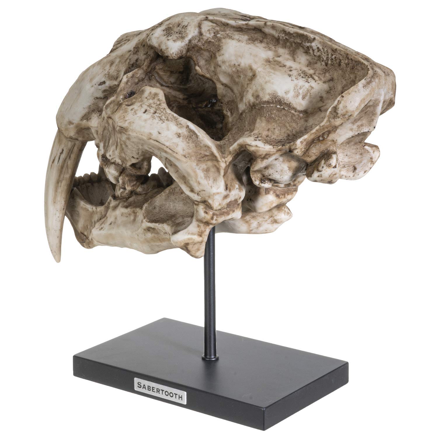 SUMMIT COLLECTION Polystone Resin Sabertooth Tiger Skull Replica - 12.5