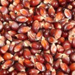 Bulk Red Butterfly Popcorn - 50lb (22.68kg) for Movie Nights, Snack Bars & Kettle Corn Business - Wholesale Gourmet Popcorn Kernels