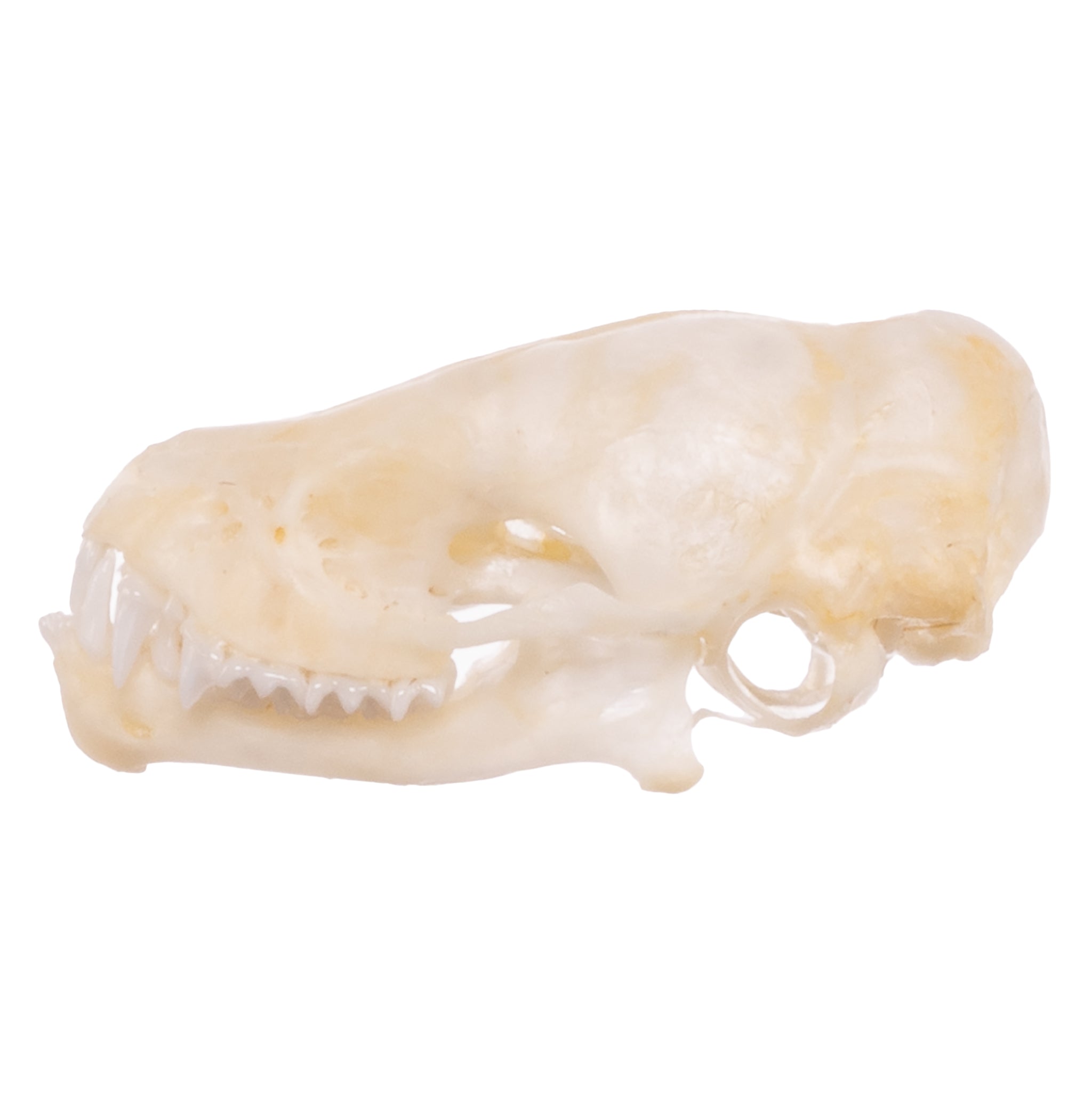 Authentic Mexican Free-tailed Bat Skull Specimen - Taxidermy Oddity for Gothic Decor, Halloween Props & Natural History Collectors