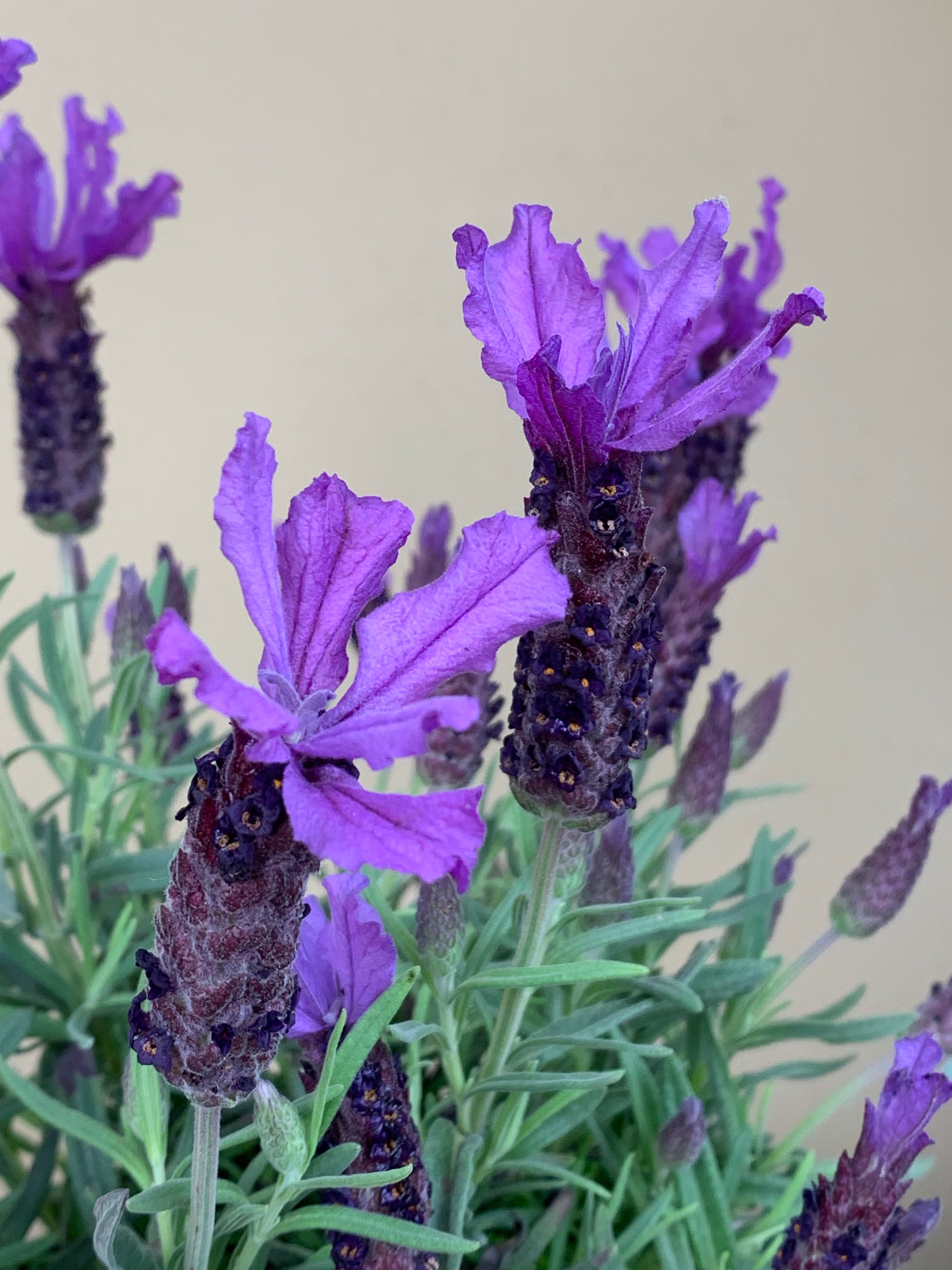 Lavender 'Javelin Forte Deep Purple' Seeds - Premium Perennial Flowering Plants for Home Garden, Landscaping & Aromatherapy | Perfect for Borders, Containers & Relaxation Spaces