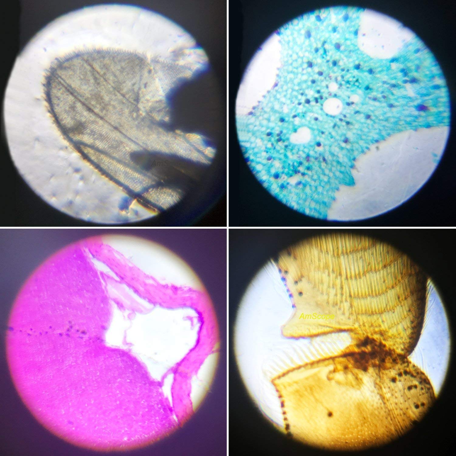 STEM Science Kits for Kids - Beginner Microscope with LED Light 100X 400X 1200X Magnification - Includes 5 Prepared Slides & Blank Slides - Perfect for Classroom Science Projects & Home Learning Activities