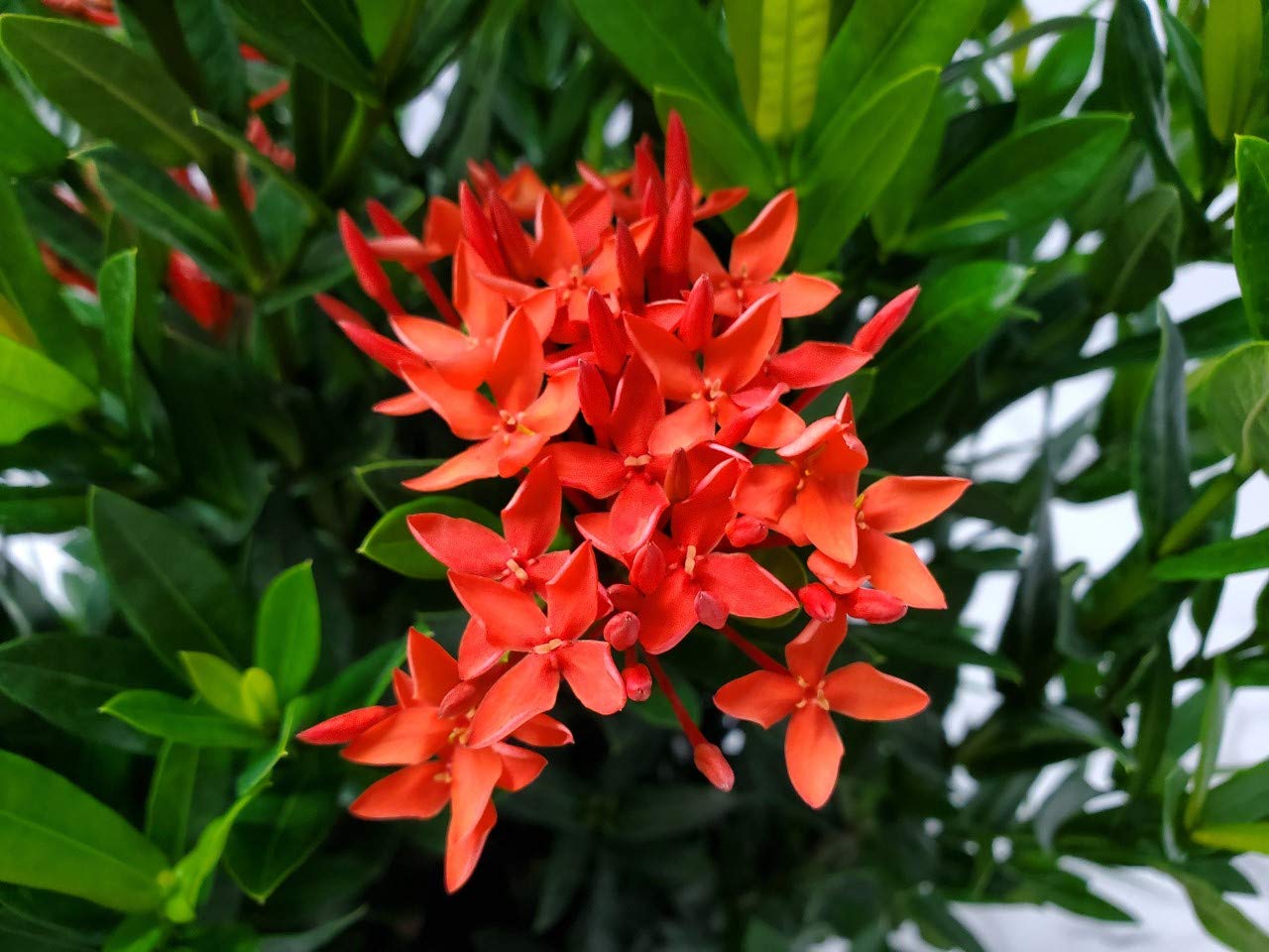 Dwarf Taiwanese Red Ixora Plants for Sale - Vibrant Tropical Flowering Shrubs for Landscaping, Gardens & Patio Decor