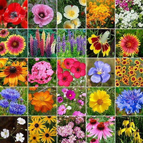 Organic Non-GMO Midwest Wildflower Seed Mix - 25 Native Species Bulk Wildflower Seeds (5 Lbs) for Pollinator Gardens, Landscaping & Meadow Restoration