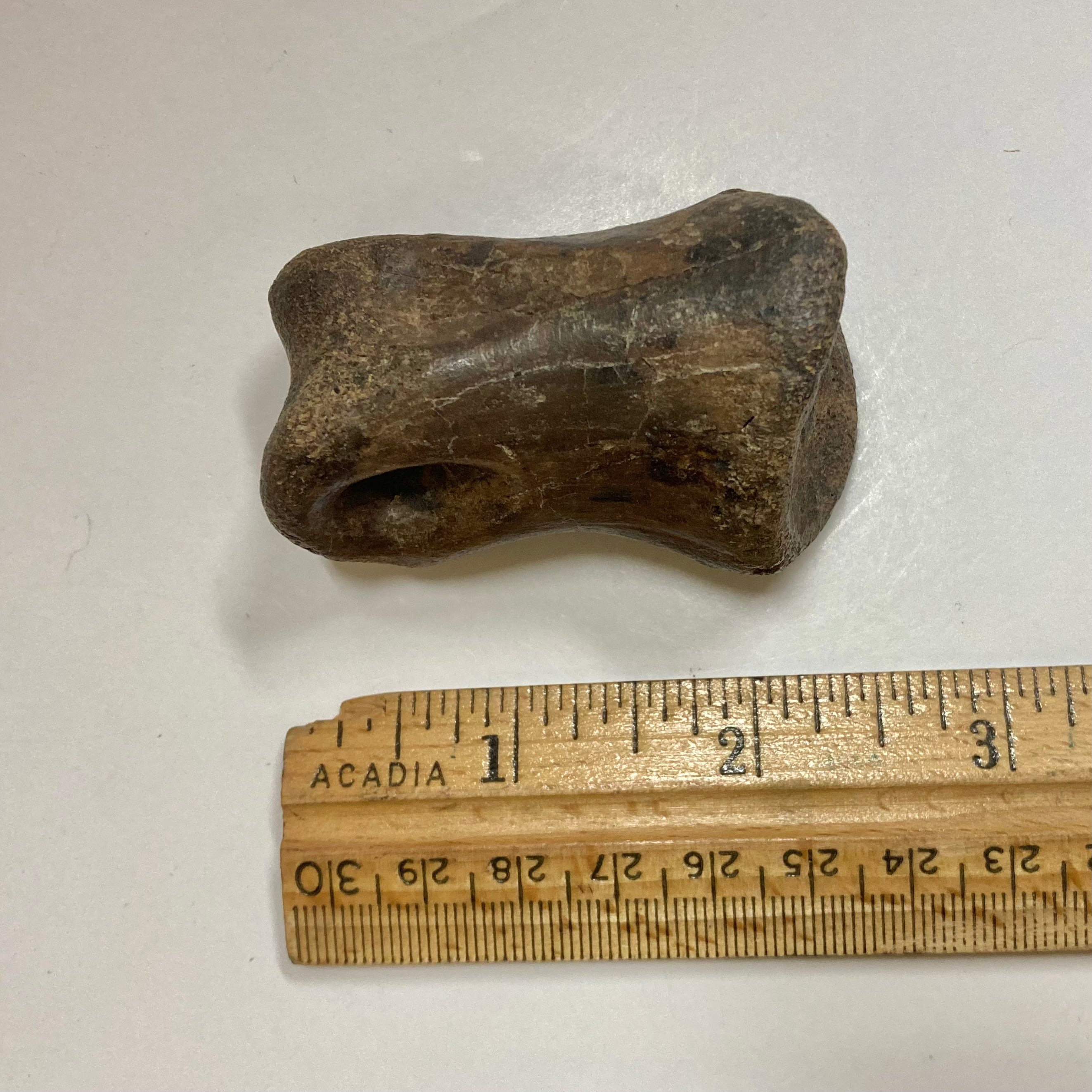Authentic Ornithomimidae Dinosaur Finger Bone Fossil - Rare Collectible for Paleontology Enthusiasts & Science Education - Perfect for Display, Gifts, and Museum Exhibits