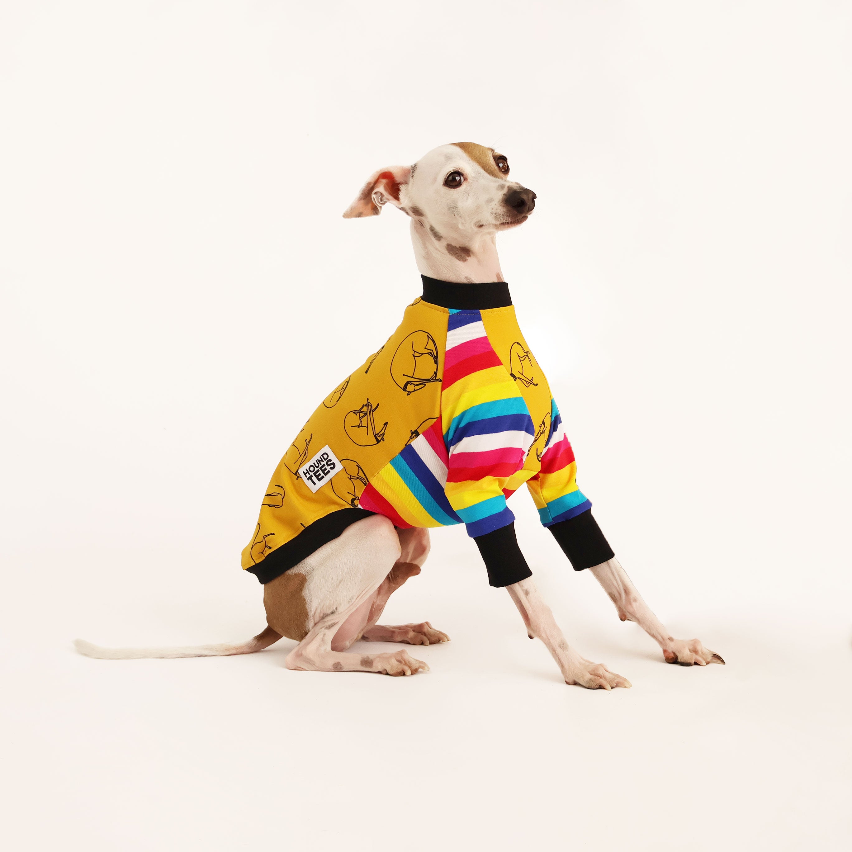 Italian Greyhound Long Sleeve Dog T-Shirt - Harriet's Hounds Comfortable Pet Apparel for Small Dogs - Perfect for Walks, Playdates & Photo Shoots