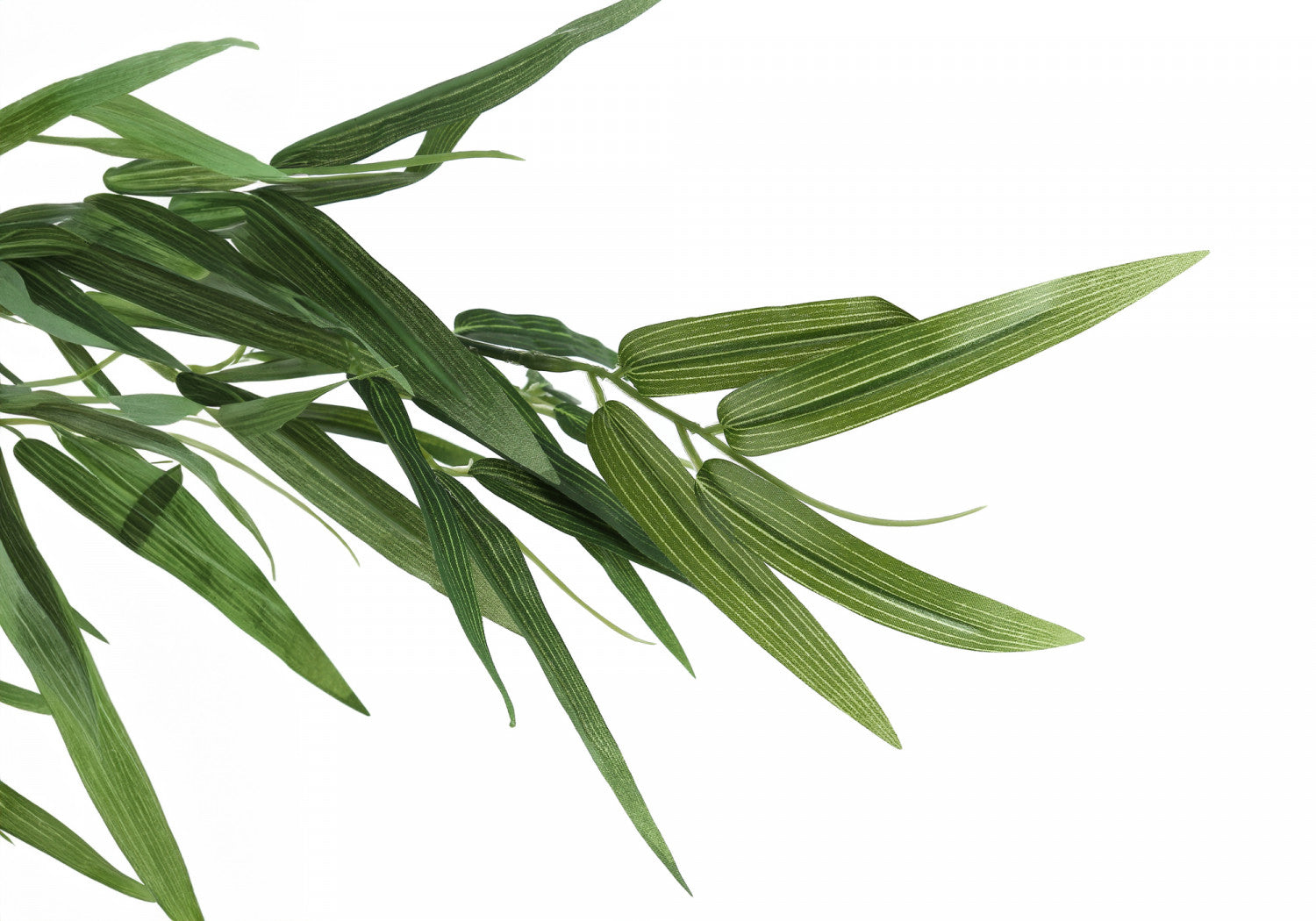 50 Pack Bamboo Plants with 5 Black Pots - Indoor House Plants for Home Decor, Office Feng Shui, and Gift Giving