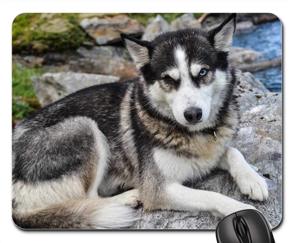 Premium Gaming Mouse Pad with Non-Slip Base - Husky Siberian Dog Design Cute Animal Print Mouse Mat for PC, Laptop, Office & Gaming Setup - Perfect for Esports, Work & Home Decor