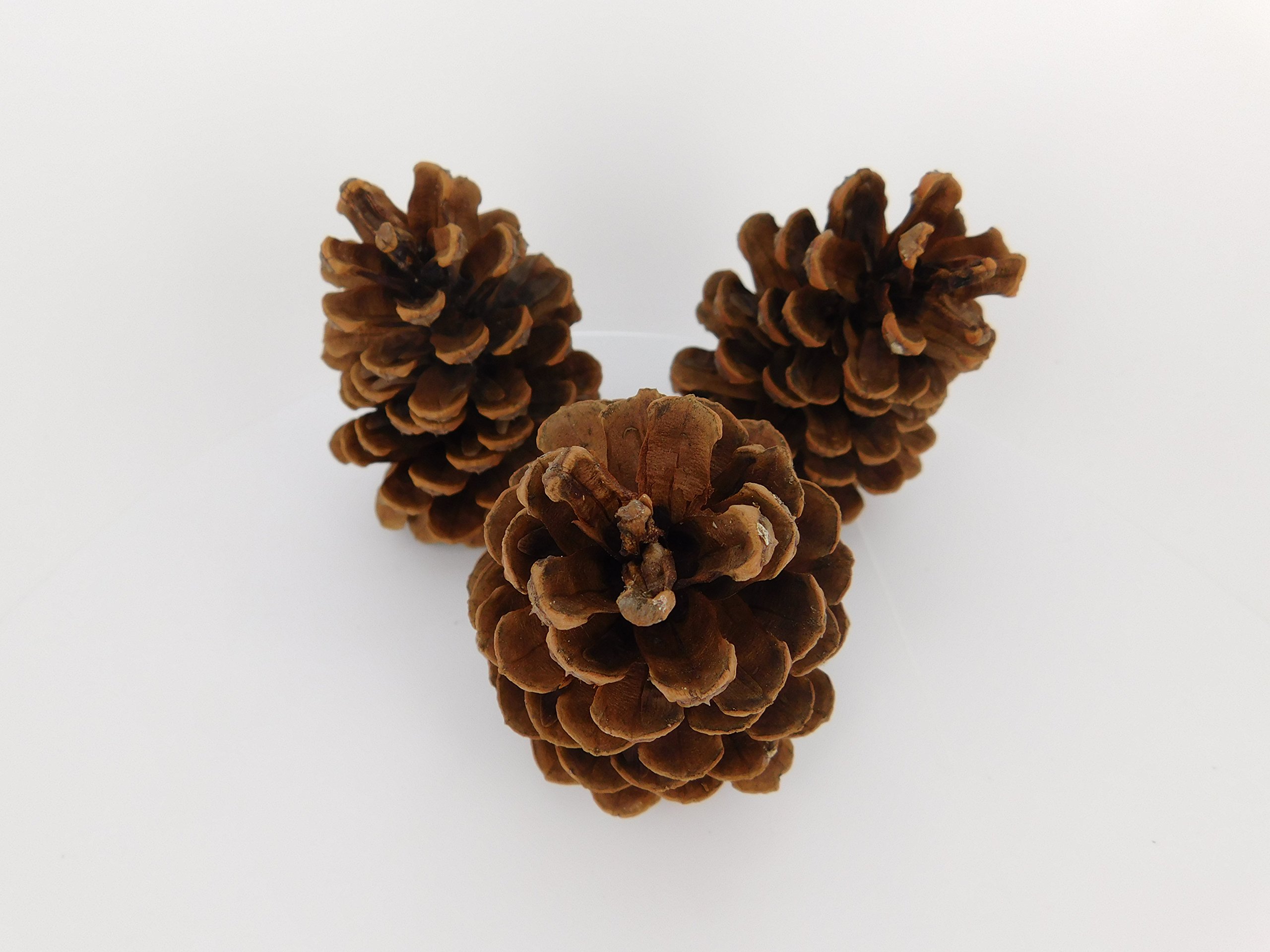 12 Ponderosa Natural Pine Cones 3