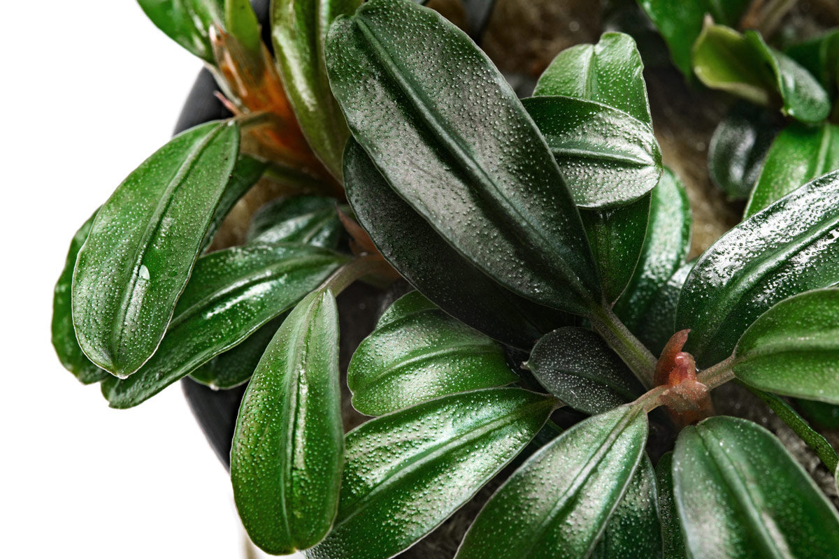 Bucephalandra Brownie Phoenix Brown Aquatic Plant for Aquariums - Perfect for Aquascaping, Nano Tanks, and Shrimp Tanks