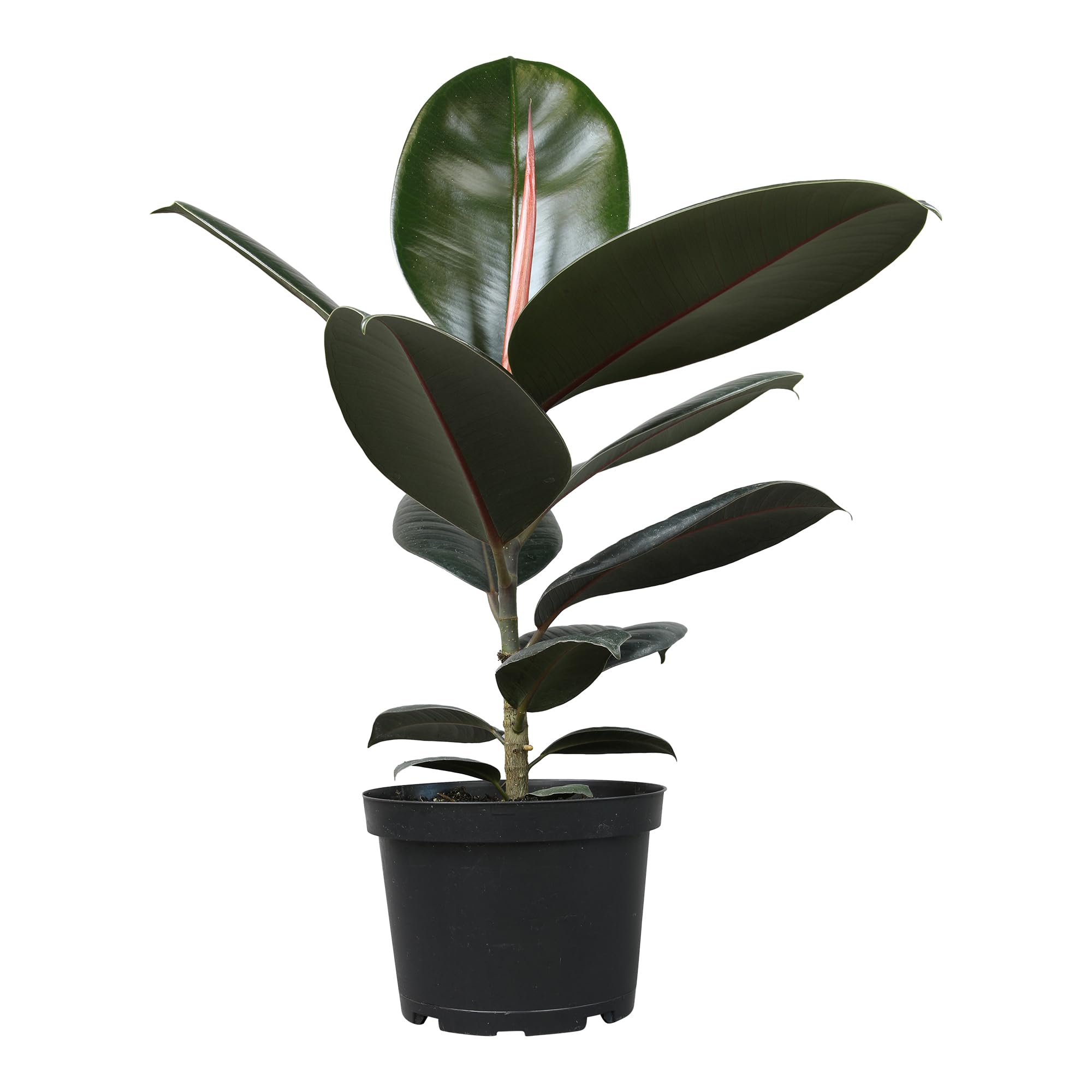Burgundy Ficus Tree Live Plant - 16