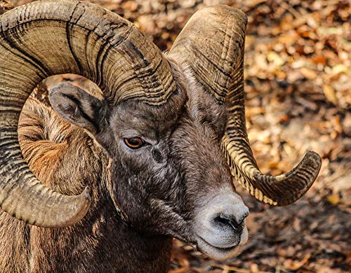 20x30 Inch Laminated Bighorn Ram Poster - Vibrant Rocky Mountain Sheep Wall Art for Home & Office Decor - Durable Framed Wildlife Print for Living Room, Bedroom or Cabin