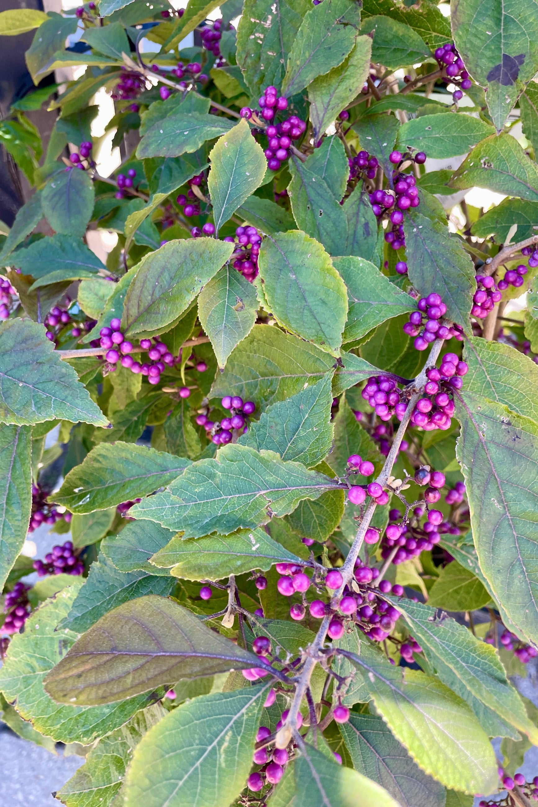 Callicarpa bodinieri 'Profusion' #3 - Beautiful Purple Beautyberry Shrub for Landscaping and Garden Decor