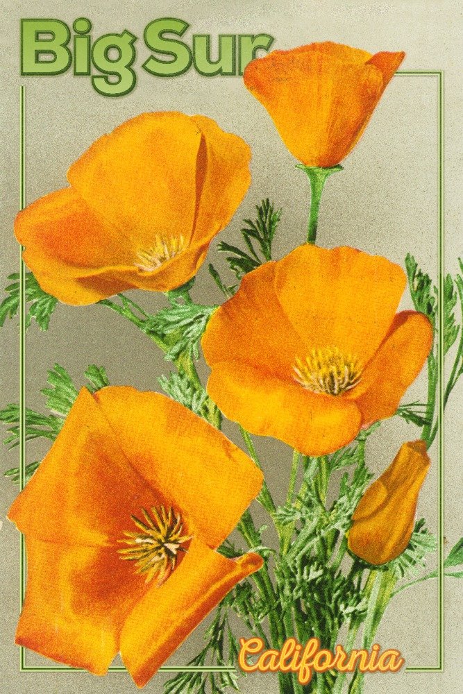 Big Sur California Poppies - 16x24 Gallery Quality Metal Wall Art, Aluminum Home Decor for Living Room, Bedroom & Office