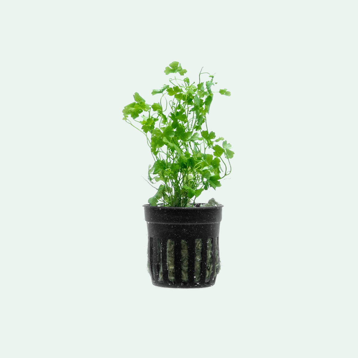 Hydrocotyle Tripartita Aquatic Plant for Aquariums - Easy Carpeting Plant for Fish Tanks, Terrariums & Water Gardens | Perfect for Foreground Planting & Aquascaping