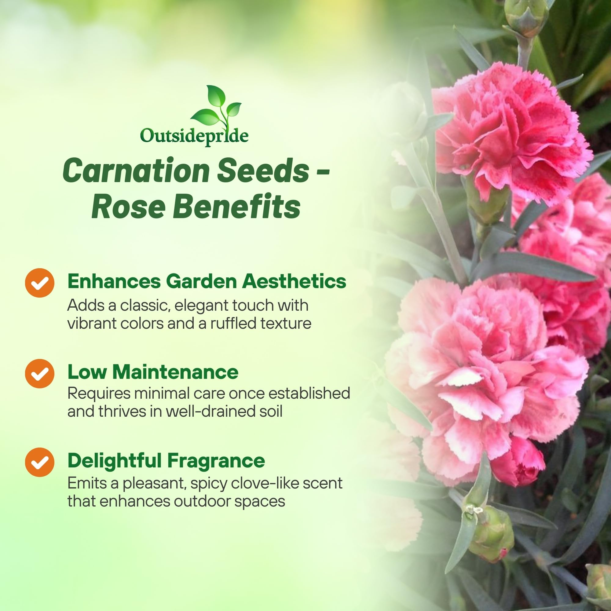 Outsidepride 2000 Seeds Perennial Dianthus Rose Carnation Flower Seeds for Planting - Beautiful Garden Flowers for Landscaping, Borders & Cut Flower Arrangements
