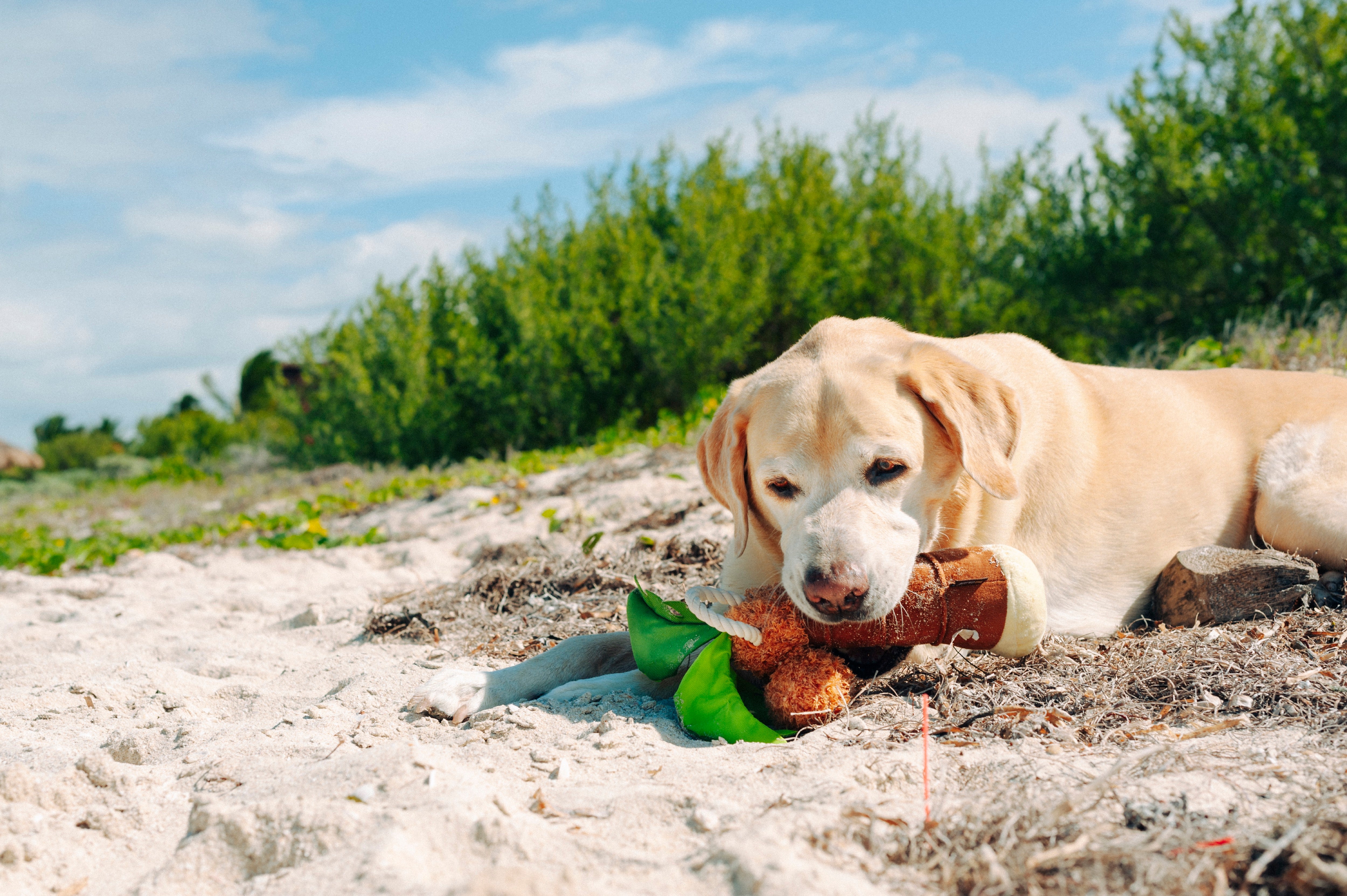 Tropical Paradise™ Dog Plush Toy - La Palma Soft Chew Toy for Dogs | Durable & Safe Pet Play | Perfect for Indoor & Outdoor Playtime
