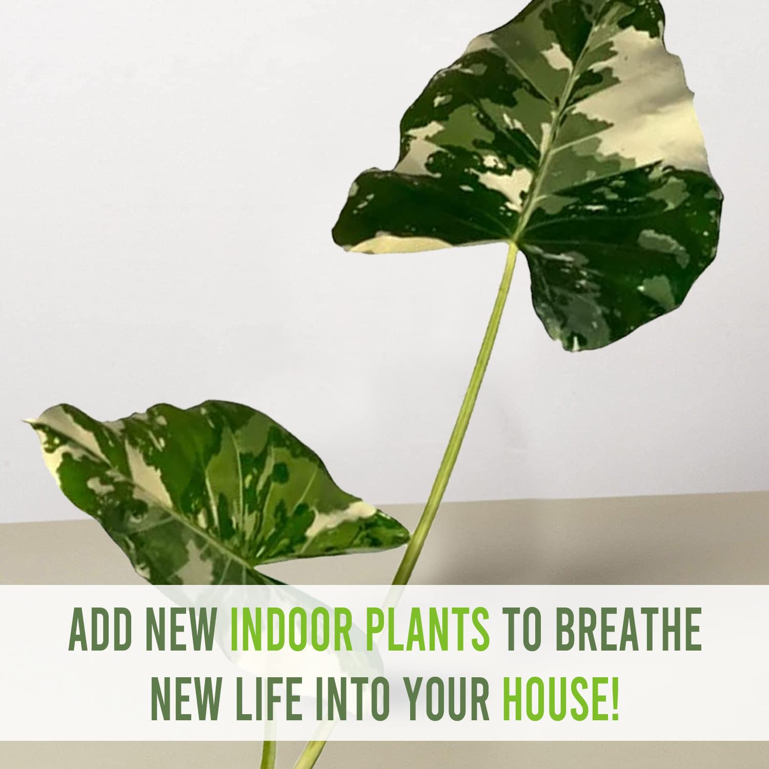 Variegated Alocasia Macrorrhiza Elephant Ear Live Plant - Rare Tropical Indoor Houseplant from Ecuador | Perfect for Home Decor, Office Spaces & Plant Collections | Low Maintenance & Air Purifying