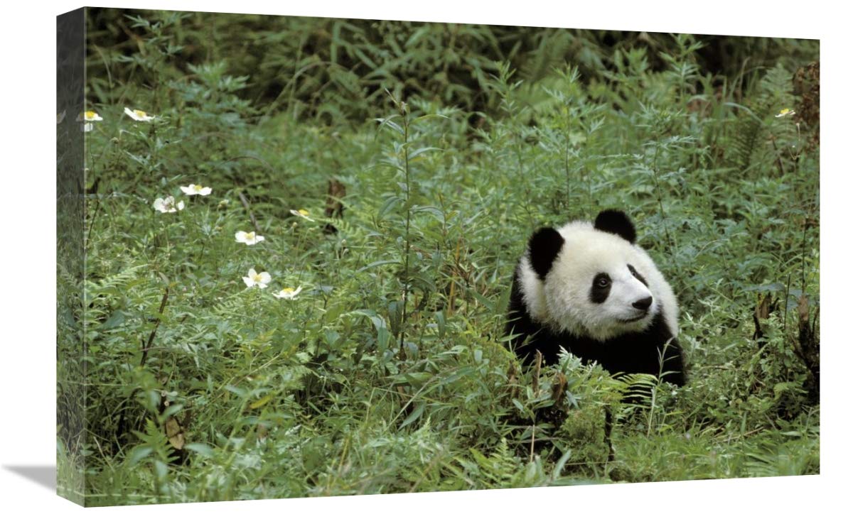 16x24 Inch Giant Panda Wildlife Art Print - Male Panda in Wolong Valley, Himalayas | Fritz Polking Photography | Perfect for Home Decor, Office Wall Art & Nature Lover Gifts