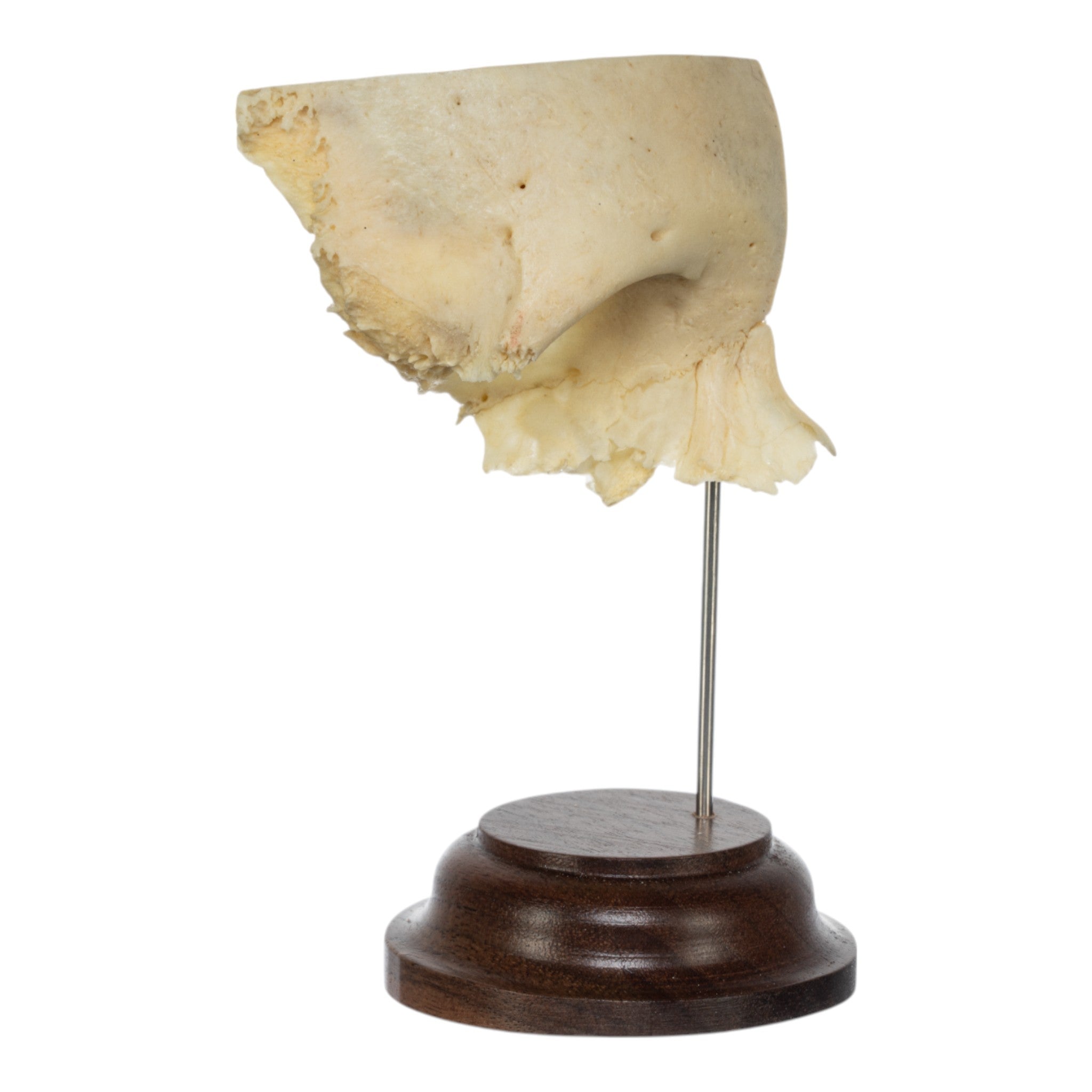 Real Human Partial Skull on Stand - Anatomical Model for Medical Education, Science Classroom, and Halloween Decor