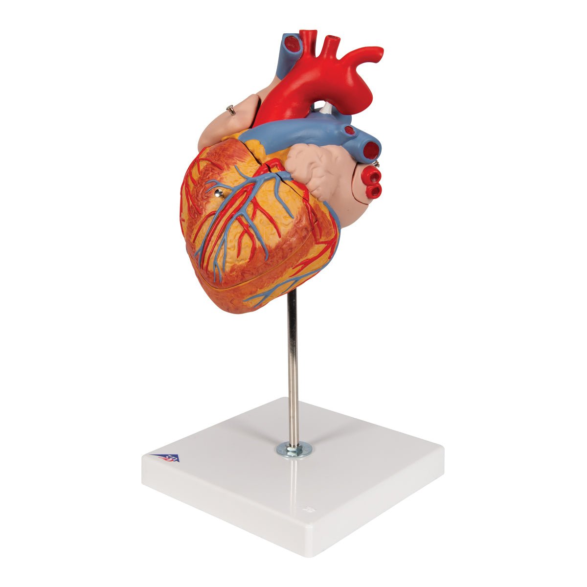 Giant Human Heart Model - 2X Life Size, 4-Part Anatomy Display - Perfect for Medical Education, Biology Classrooms & Science Labs