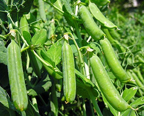 Willet's Wonder English Pea Seeds - Prolific & Sweet Green Peas for Home Garden (100 Seeds) - Perfect for Salads, Soups and Healthy Snacking